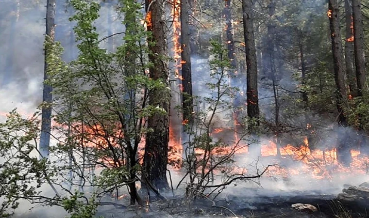 Elazığ'da Orman Yangınları İle Mücadele Eğitimleri Sürüyor