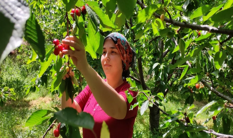 Harput'ta Erken Kiraz Hasadı