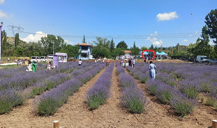 Bir Hevesle Başladılar, Lavanta Üreticisi Oldular