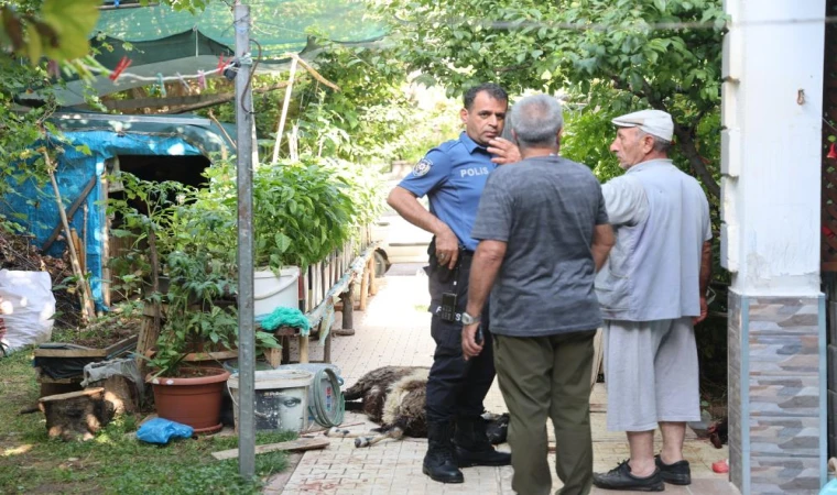 Elazığ'da Sokak Köpekleri Dehşeti