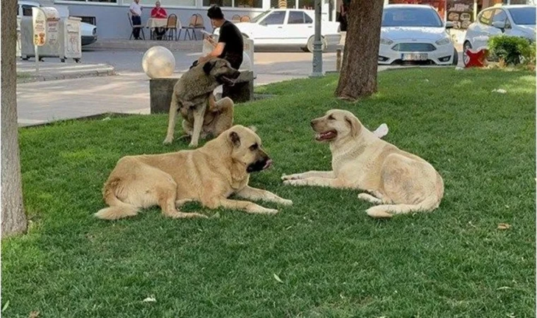 Elazığ'da Toplanan Sokak Köpekleri Hayvan Bakımevi Ve Rehabilitasyon Merkezi'nde Kontrol Altına Alınıyor