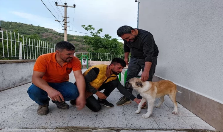 Kafasına Poşet Geçirilen Çaresiz Köpek, Vatandaşların Yardımıyla Kurtarıldı