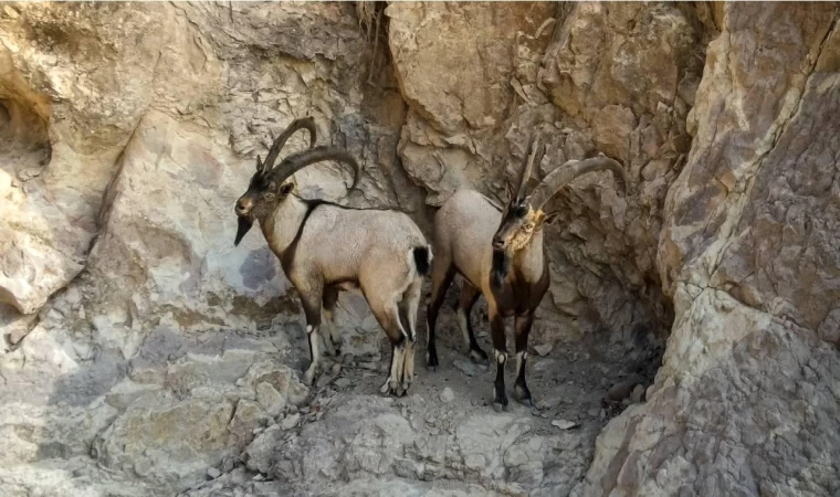 Tırmanış Ustaları Kendilerine Hayran Bırakmaya Devam Ediyor