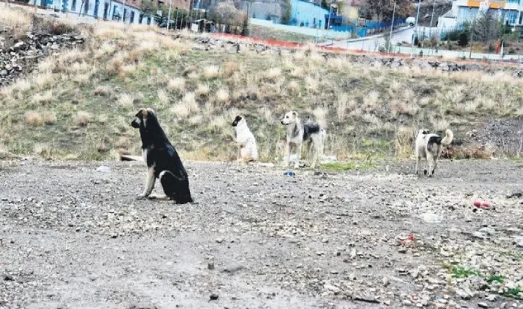 Yalındam Köyü’nde Sokak Köpekleri Endişe Yaratıyor