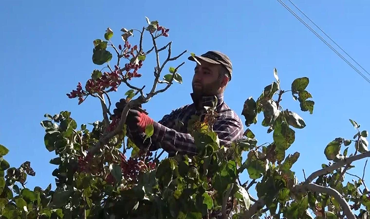 Elazığ'da Üretimi Gerçekleşen Antep Fıstıkları, Yurt Dışına Gönderiliyor