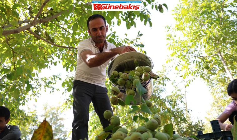 Elazığ'da Ceviz Hasadı Başladı