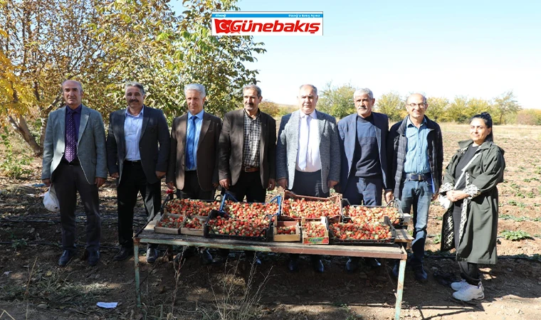 Elazığ’da Kasım Ayında Çilek Hasadı