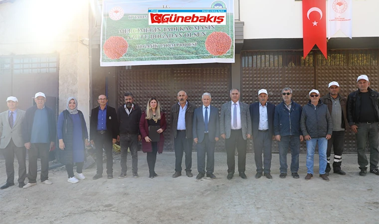 Elazığ’da Organik Mercimek Üretimi Artıyor