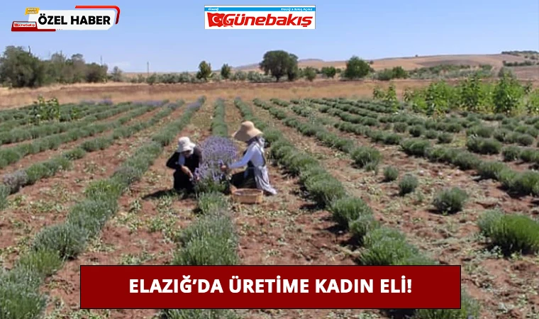 Elazığ’da Üretime Kadın Eli!