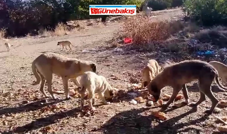 Sütlüce Köyü Domuz ve Başıboş Köpeklerden Muzdarip