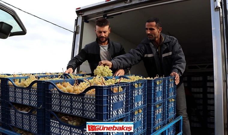 Elazığ'da Üzüm Üreticilerinin Zorlu Kış Mücadelesi