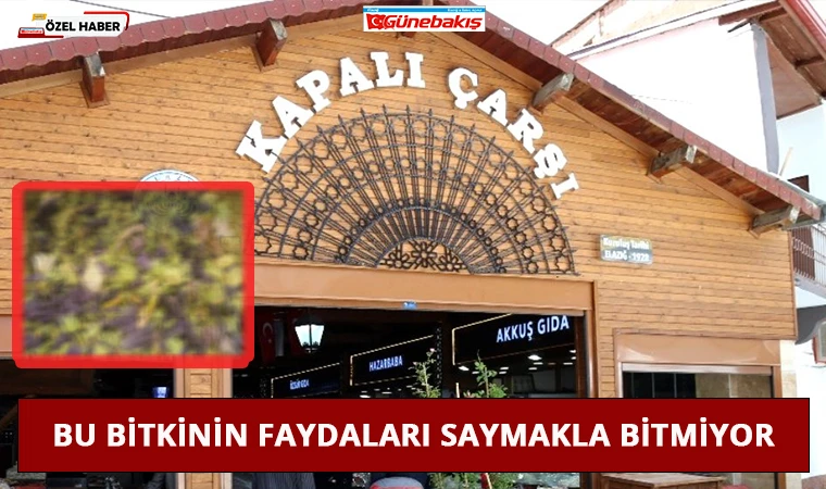 Bu Bitkinin Faydaları Saymakla Bitmiyor