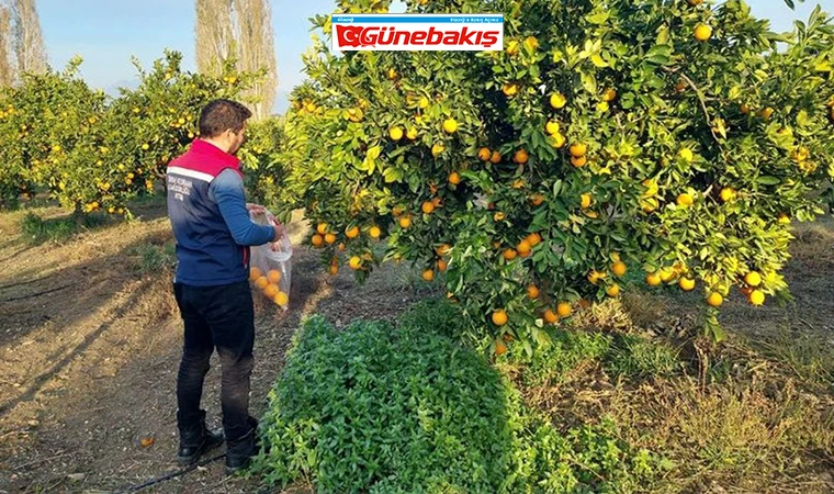 Tarım Bakanlığı’ndan Gıda Ürünlerinde Pestisit Düzenlemesi