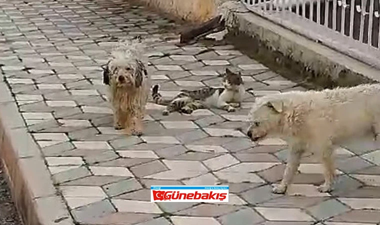 Kedi ve Köpeklerden Sevgi Dolu Anlar