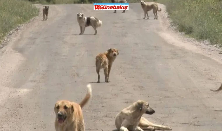 Sokak Köpekleri İçin 14 Günlük Denetim Başladı