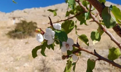 Elazığ’da Kayısılar Çiçek Açtı