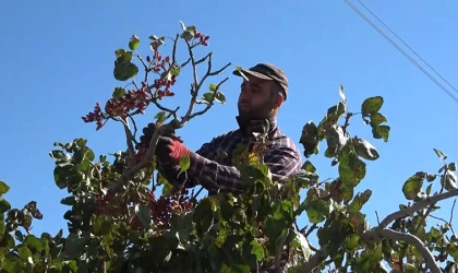 Elazığ'da Üretimi Gerçekleşen Antep Fıstıkları, Yurt Dışına Gönderiliyor