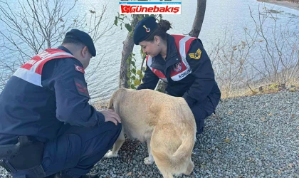 Elazığ’da Jandarma Ekipleri Sokak Hayvanlarını Unutmadı